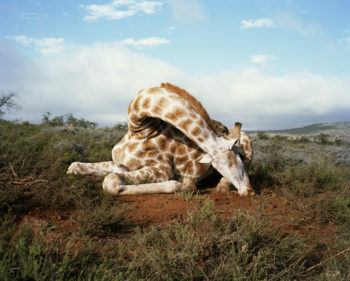 CHANCELLOR_David_001-350x281 fallen giraffe, somerset east, eastern cape, south africa-from t 
