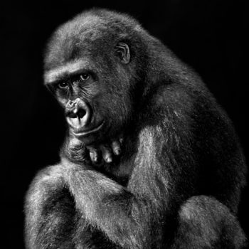 Isabel-Muñoz-Série-22Primates22-Gorille-Zoo-de-Madrid-2014-350x350 MERIGNAC PHOTOGRAPHIC FESTIVAL ART 