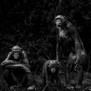 Isabel-Muñoz-Série-22Primates22-Lola-Ya-Bonobo-Congo-2014-350x350 MERIGNAC PHOTOGRAPHIC FESTIVAL ART 