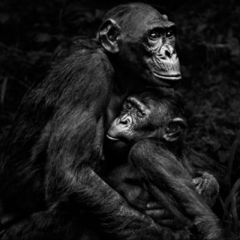 Isabel-Muñoz-Série-22Primates22-Lola-Ya-Bonobo-Congo-2015-350x350 MERIGNAC PHOTOGRAPHIC FESTIVAL ART 