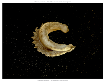 Capture-décran-2020-10-13-à-16.17.40-350x270 Thierry Ardouin 