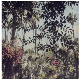 Capture-d’écran-2020-03-01-à-10.59.45-341x350 Flore, un temps suspendu, contrejour éditions. 