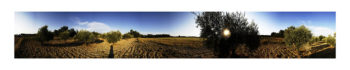 web-FRANCE-SUD-OLIVIERS-copie-350x70 web-FRANCE-SUD-OLIVIERS copie 