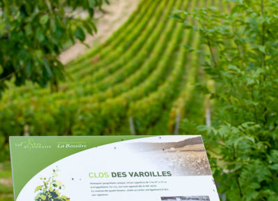Domaine-Prieuré-Roch-V2021-4828-1-400x290 Portfolio - Fullscreen Grid Lightbox 