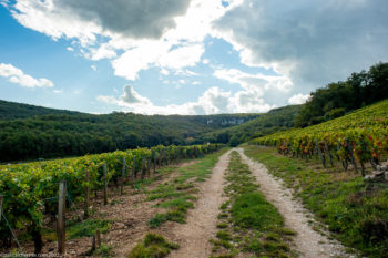 Domaine-Prieuré-Roch-V2021-4776-350x233 Domaine Prieuré-Roch, V2021-4776 