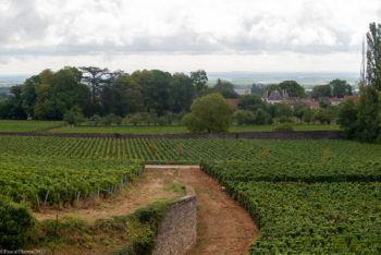 Domaine-Clemencey-0106-350x234 Domaine Clemencey-0106 