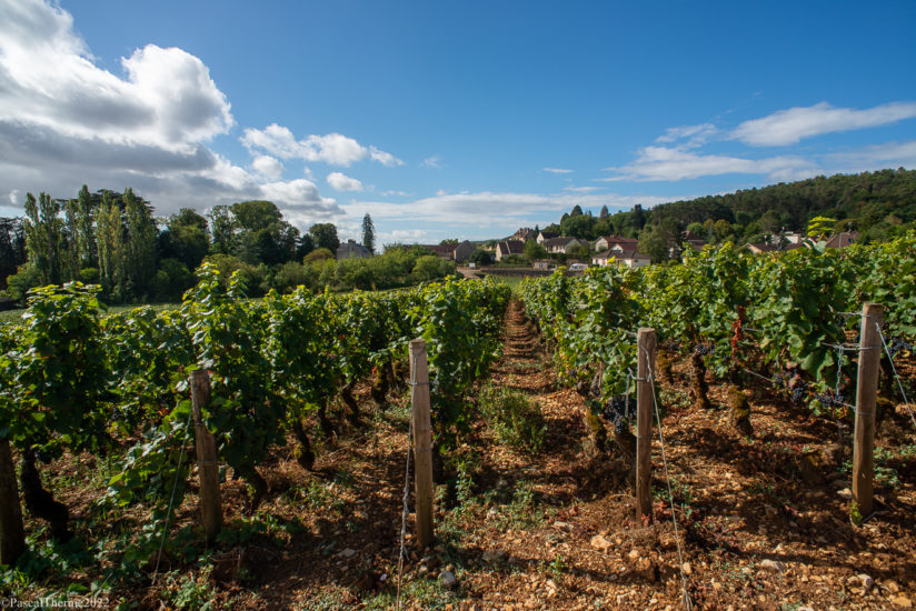 DOMAINE CLEMENCEY