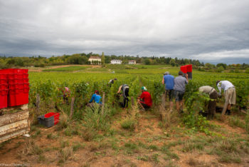 Domaine-Derey-Frères-0018-350x234 Domaine Derey Frères-0018 