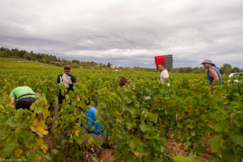 Domaine-Derey-Frères-0021-350x234 Domaine Derey Frères-0021 
