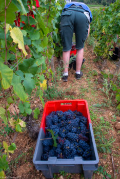 Domaine-Derey-Frères-0025-234x350 Domaine Derey Frères-0025 