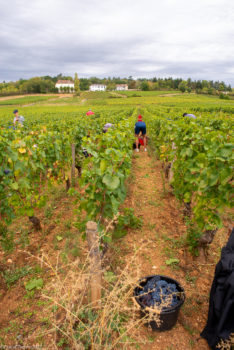 Domaine-Derey-Frères-0027-234x350 Domaine Derey Frères-0027 