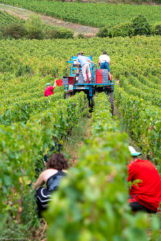 Domaine-Derey-Frères-0039-234x350 Domaine Derey Frères-0039 