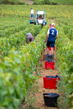 Domaine-Derey-Frères-0051-234x350 Domaine Derey Frères-0051 
