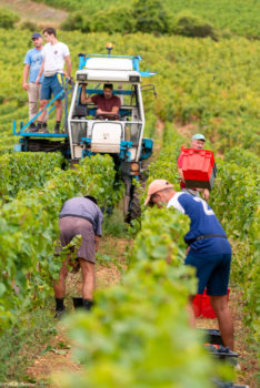 Domaine-Derey-Frères-0052-234x350 Domaine Derey Frères-0052 