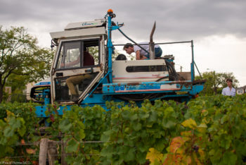Domaine-Derey-Frères-0055-350x234 Domaine Derey Frères-0055 