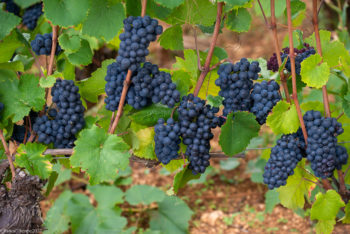 Domaine-Derey-Frères-0061-350x234 Domaine Derey Frères-0061 