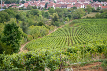 Domaine-Derey-Frères-0158-350x234 Domaine Derey Frères-0158 