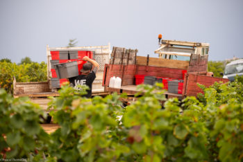 Domaine-Derey-Frères-0182-350x234 Domaine Derey Frères-0182 