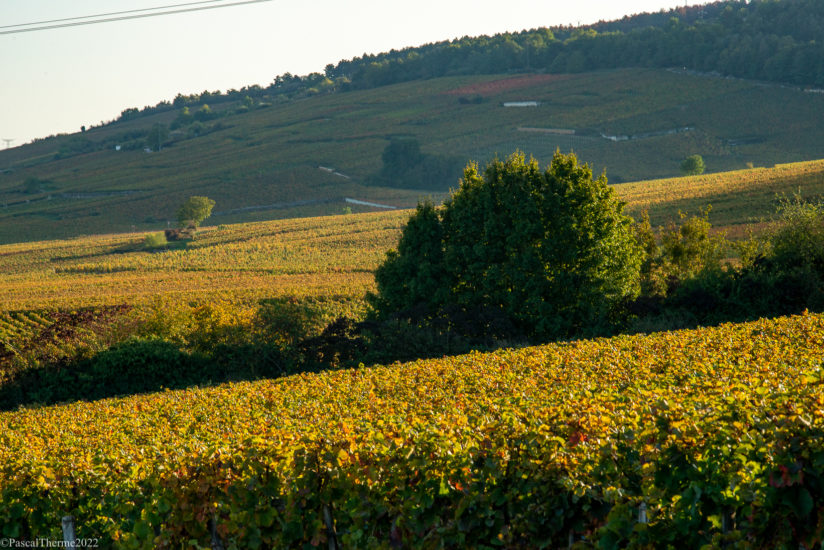 CÔTE DE NUITS, EN CORPS ET TOUJOURS