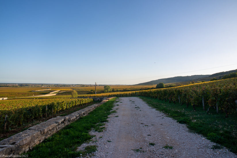 CÔTE DE NUITS, EN CORPS ET TOUJOURS