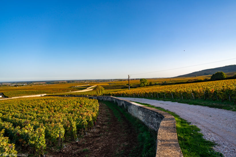 CÔTE DE NUITS, EN CORPS ET TOUJOURS