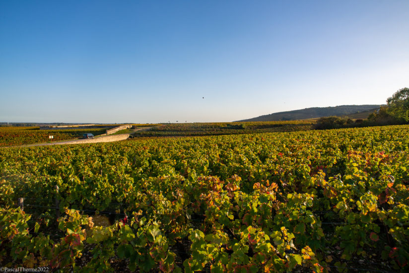CÔTE DE NUITS, EN CORPS ET TOUJOURS