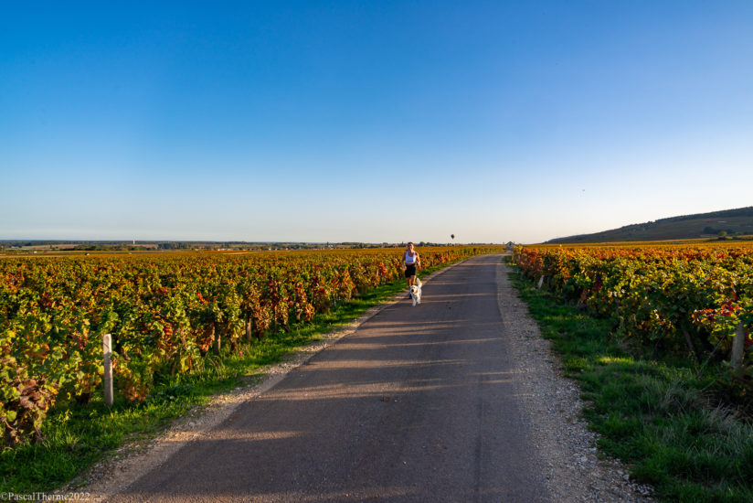 CÔTE DE NUITS, EN CORPS ET TOUJOURS