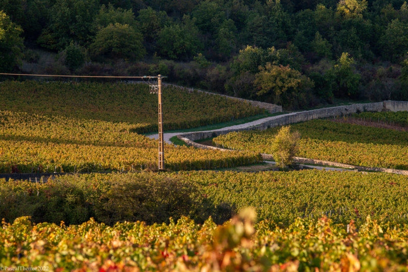 CÔTE DE NUITS, EN CORPS ET TOUJOURS