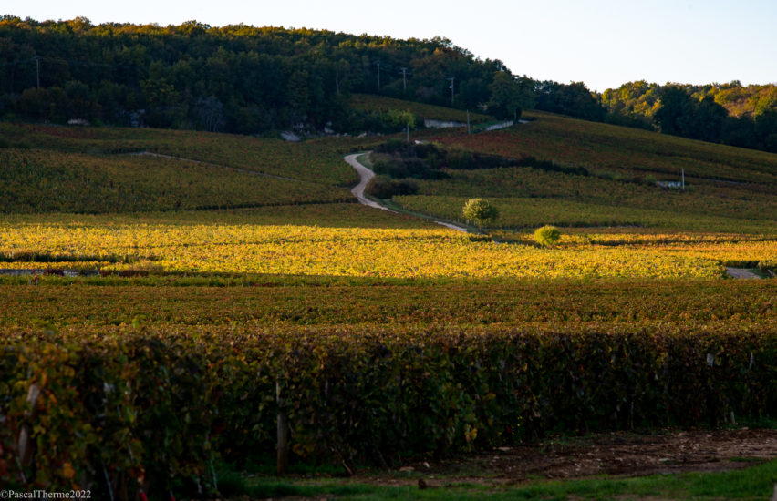 CÔTE DE NUITS, EN CORPS ET TOUJOURS