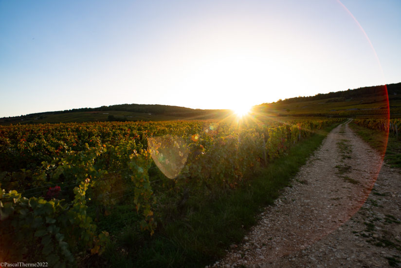 CÔTE DE NUITS, EN CORPS ET TOUJOURS