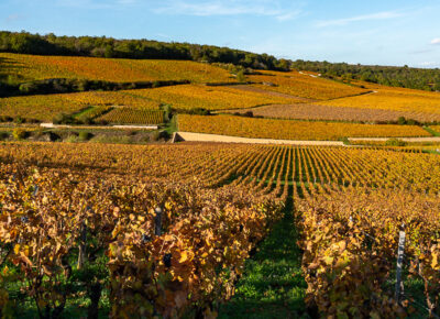 De-Vosne-Romanée-à-Morey-Saint-Denis-0290-1-400x290 Portfolio - Fullscreen Grid Lightbox 