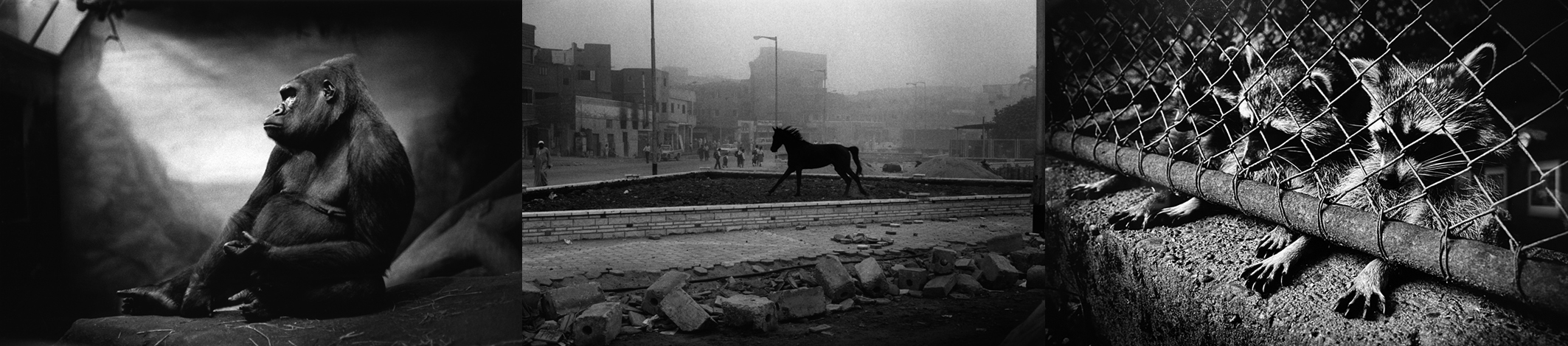 -Michel-Vanden-Eeckhoudt-courtesy-galerie-Camera-Obscura-Paris-Le-Caire-1993 FESTIVAL DU REGARD 8 ART PHOTOGRAPHIE 