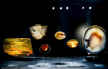 LRWeb-Caillois-350x224 LRWeb-Caillois 