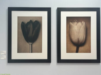 Paris-Photo-2025-7-350x262 Paris Photo 2025-7 