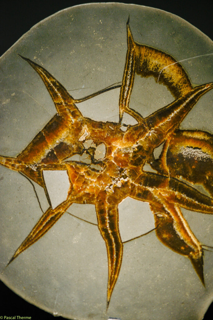 Roger-Caillois-a-Ecole-des-Arts-Joailliers-05-11-2025-a-155412-26-683x1024 ROGER CAILLOIS ART PHOTOGRAPHIE 