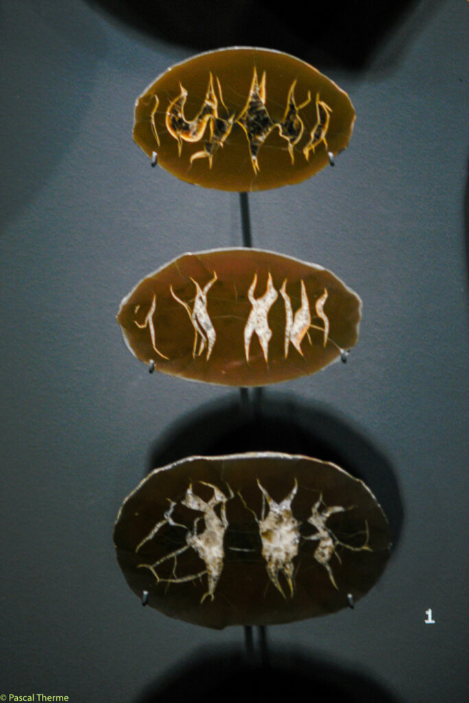 Roger-Caillois-a-Ecole-des-Arts-Joailliers-05-11-2025-a-155412-27-683x1024 PHOTO DAYS 2025 ART PHOTOGRAPHIE 