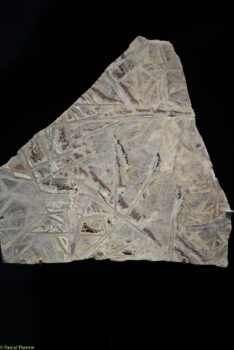 Roger-Caillois-a-Ecole-des-Arts-Joailliers-05-11-2025-a-155412-32-234x350 Roger Caillois à ’École des Arts Joailliers 05-11-2025 à 15:54:12 32 