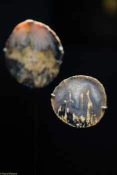 Roger-Caillois-a-Ecole-des-Arts-Joailliers-05-11-2025-a-155412-33-234x350 Roger Caillois à ’École des Arts Joailliers 05-11-2025 à 15:54:12 33 