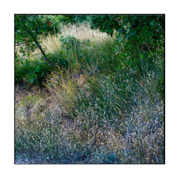 Apres-lorage-Esparon-du-Verdon-2025-4-350x350 Après l'orage, Esparon du Verdon, 2025-4 